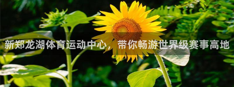vsport体育在线官网：新郑龙湖体育运动中心，带你畅游世界级赛事高地